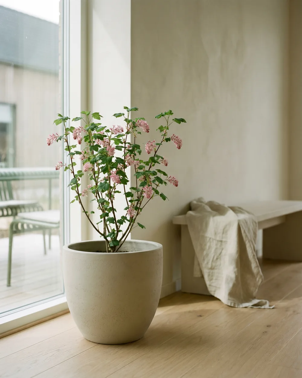 Blutjohannisbeere styliert im Wohnraum