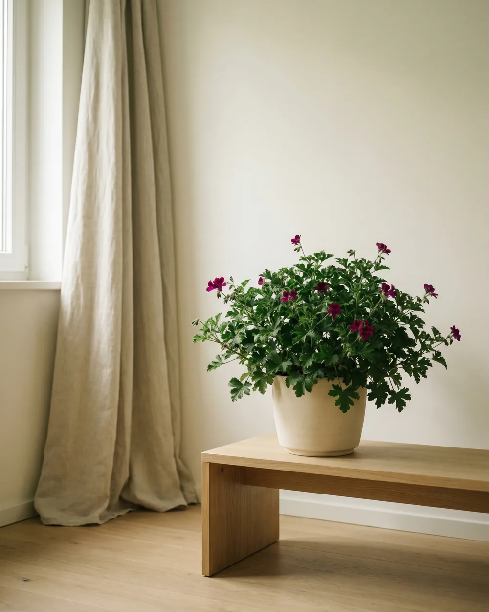 Blutroter Storchschnabel styliert im Wohnraum