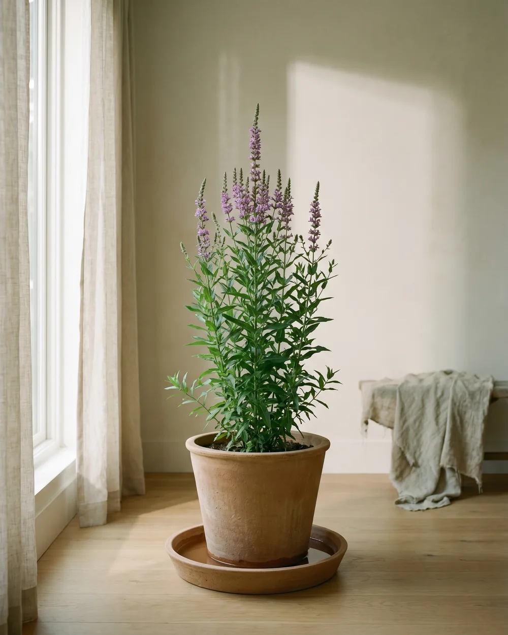 Blutweiderich styliert im Wohnraum