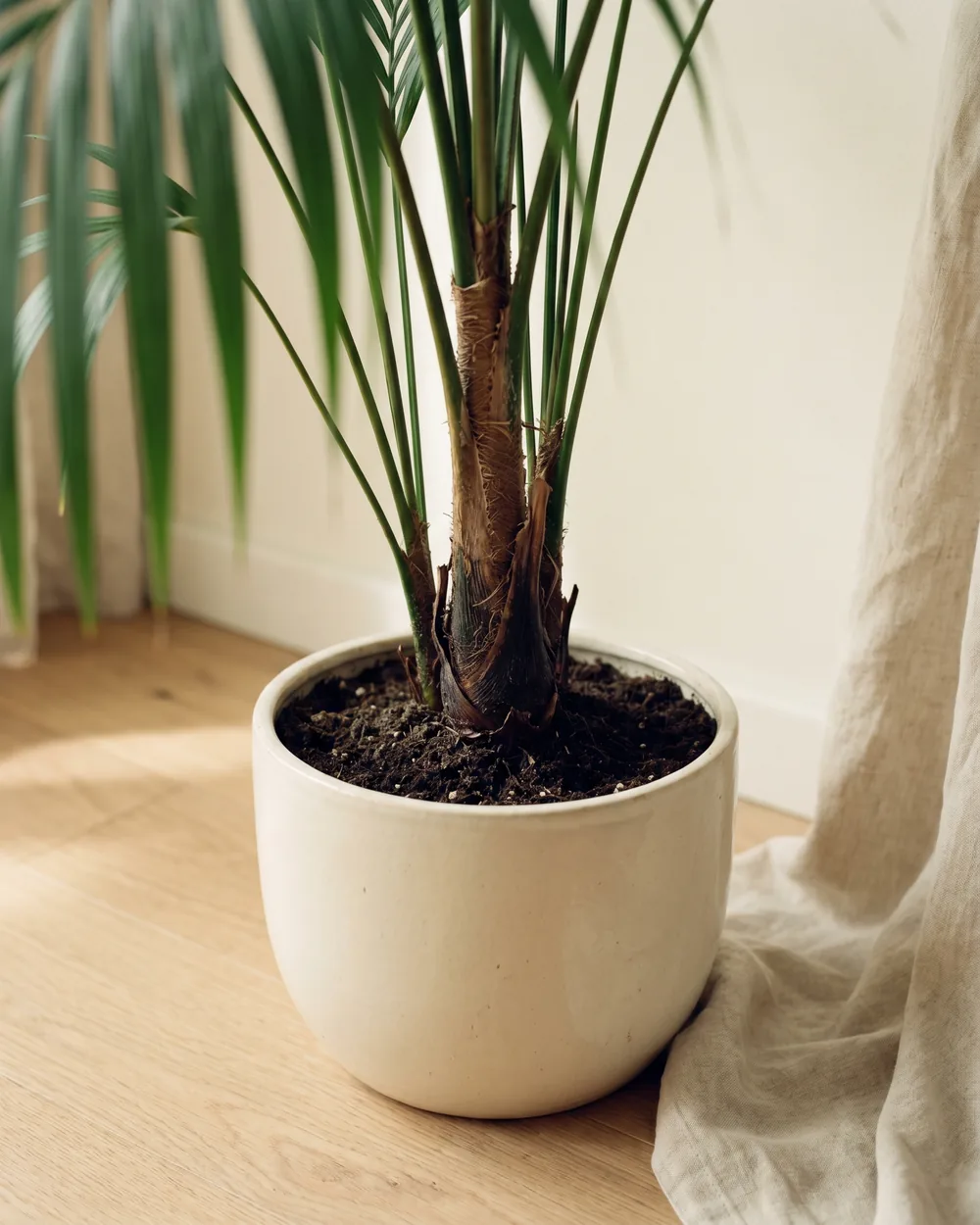 Kentia-Palme Detail