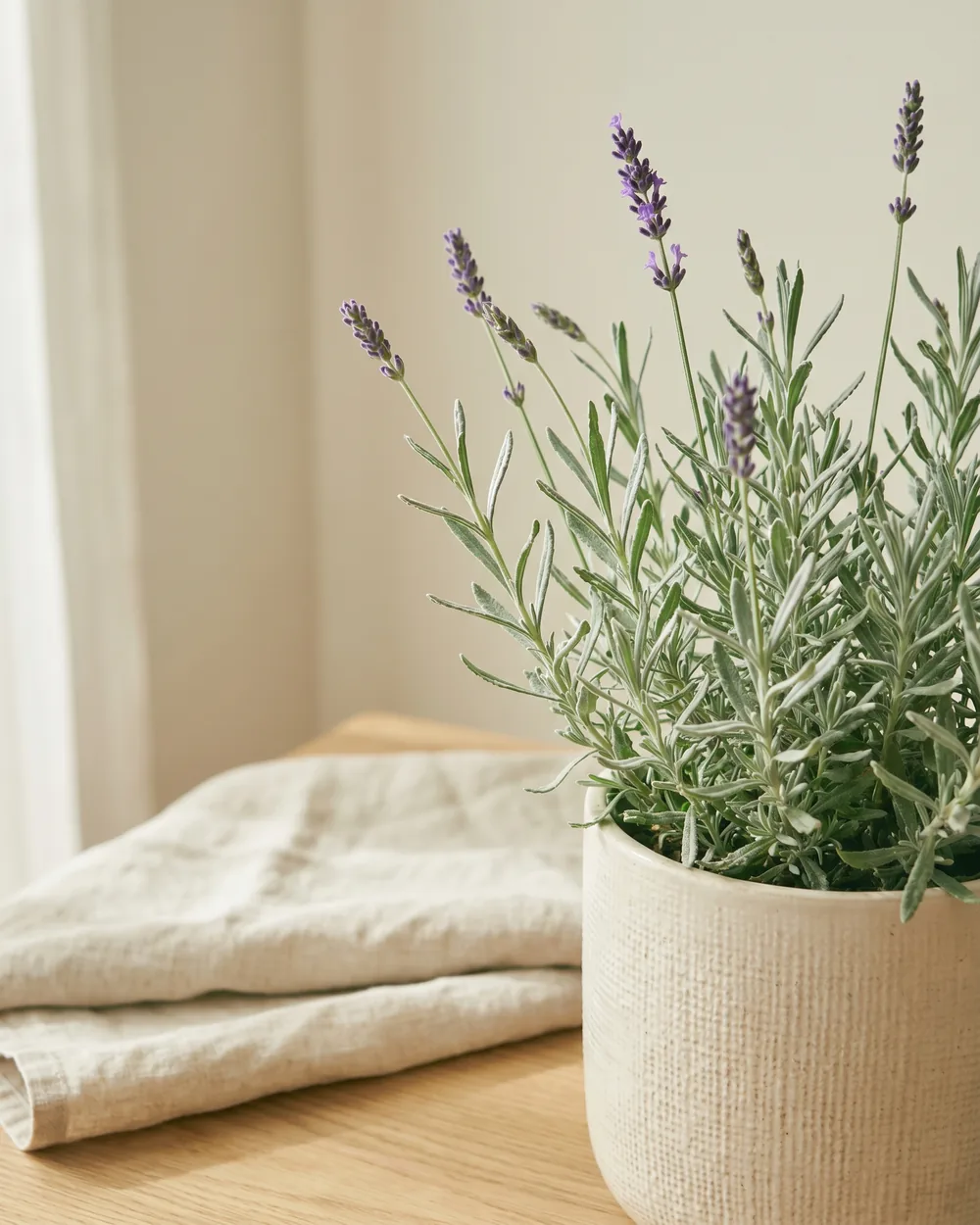 Lavendel Detail