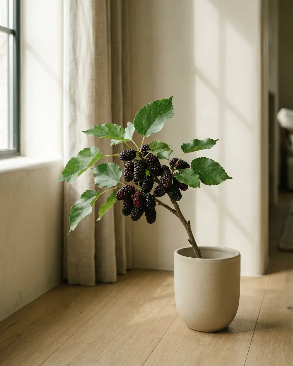Maulbeere Detail