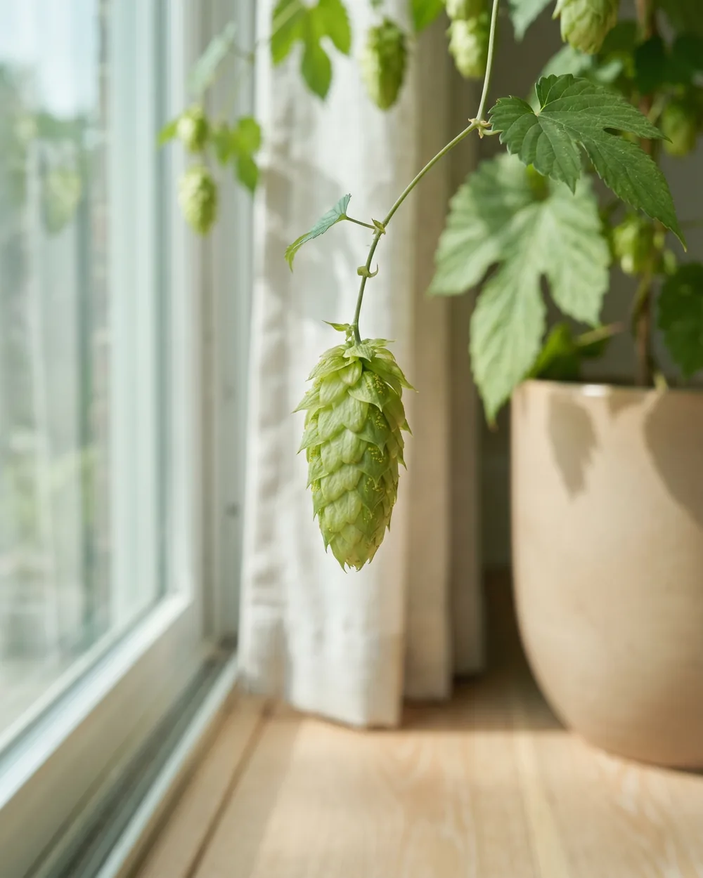 Hopfen Detail