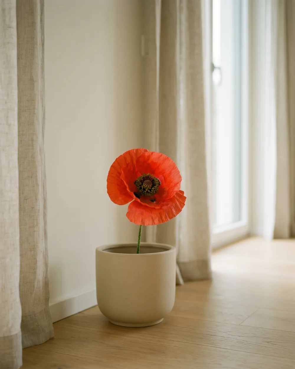 Mohn Detail