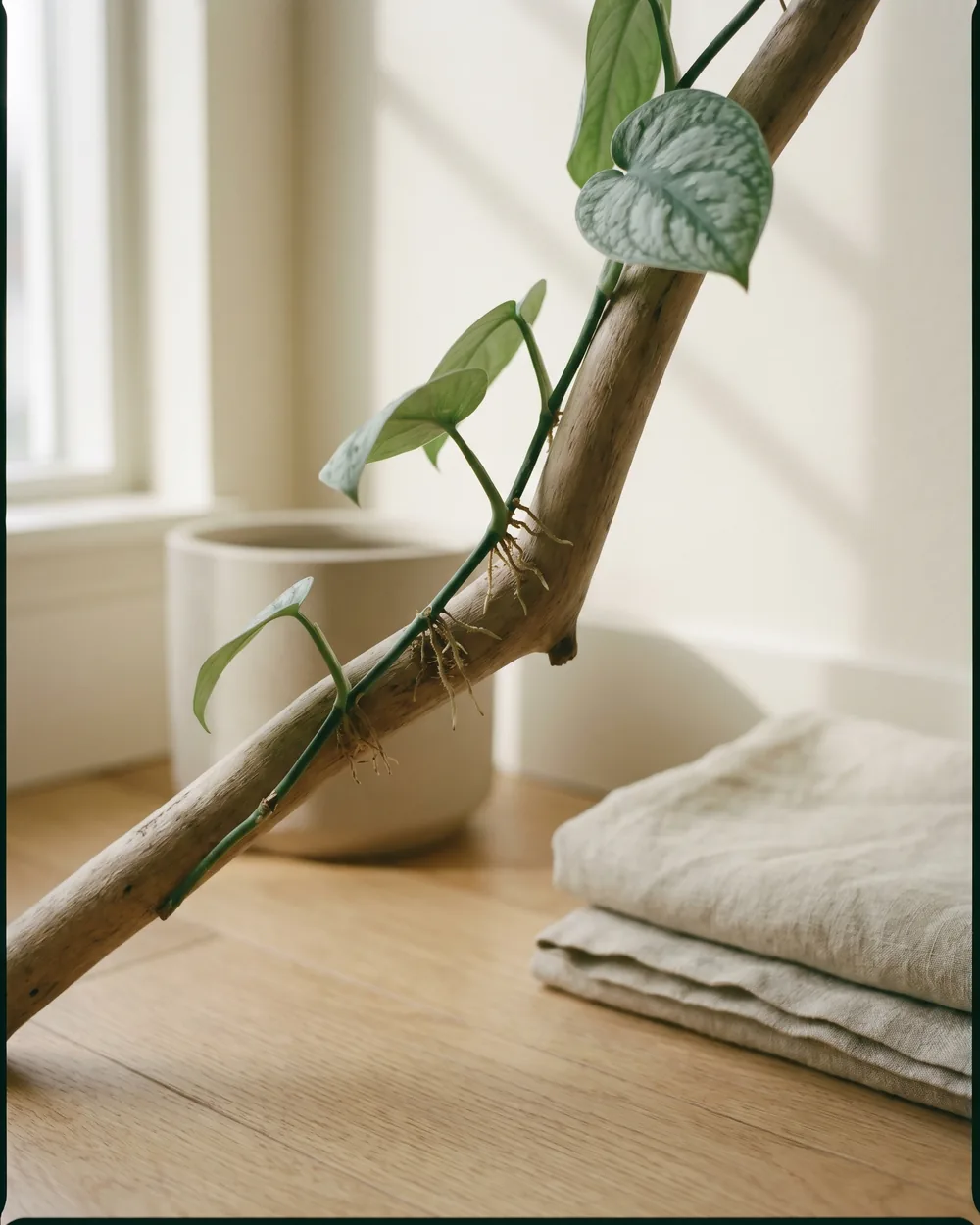 Monstera Dubia Detail