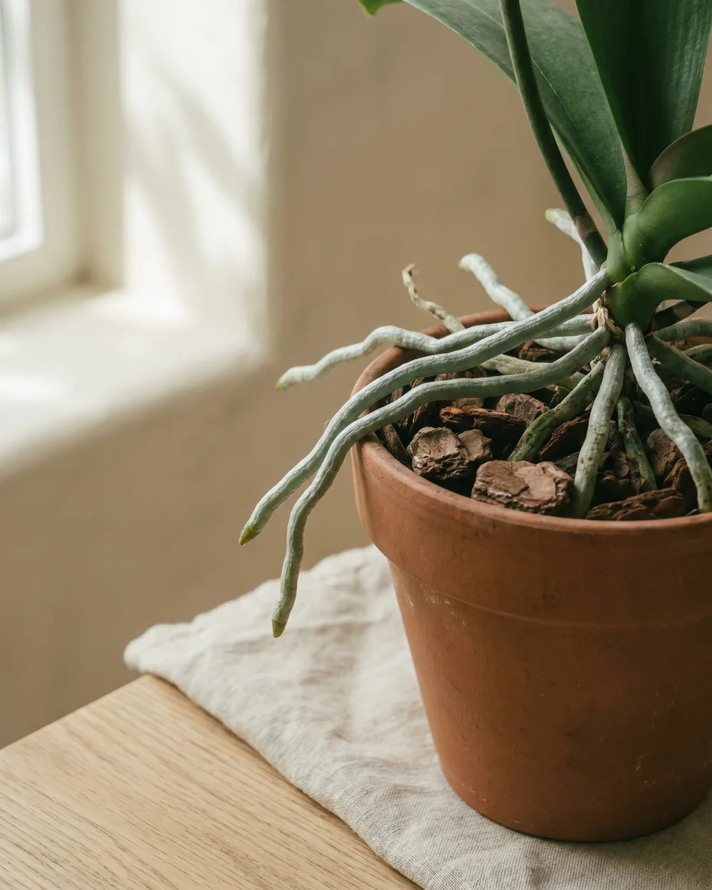 Orchidee Detail