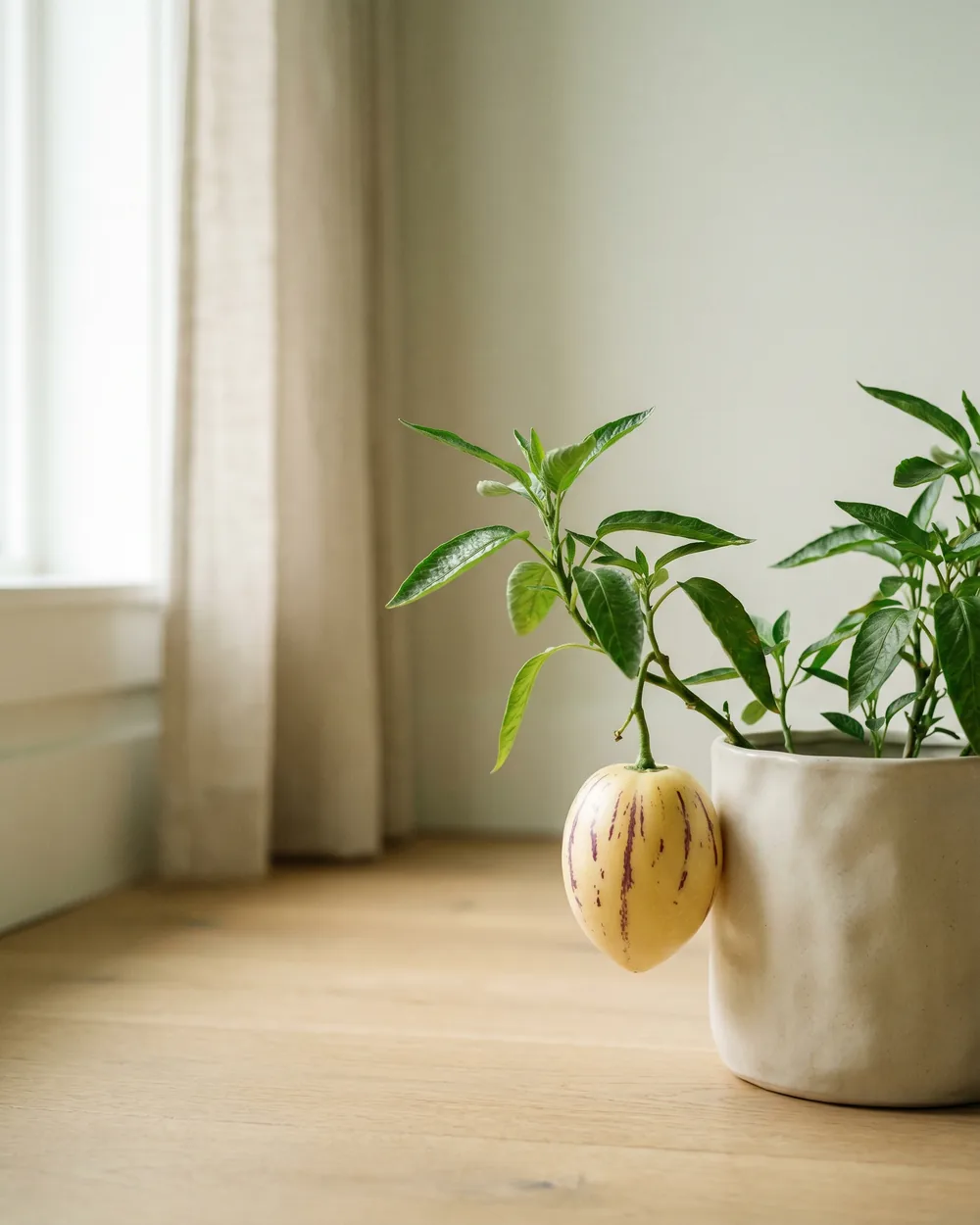 Pepino Detail