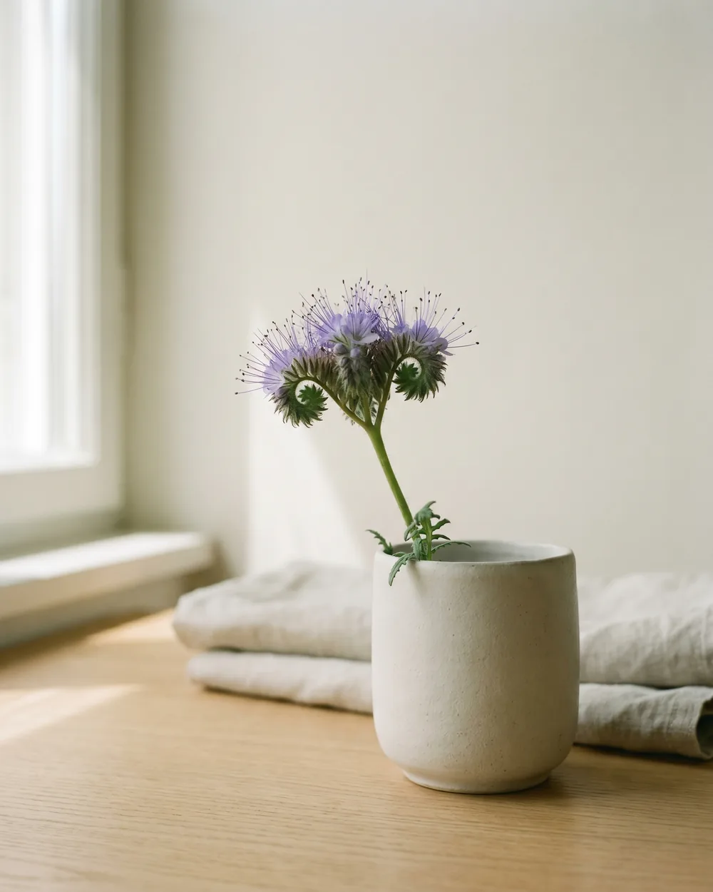 Phacelia Detail