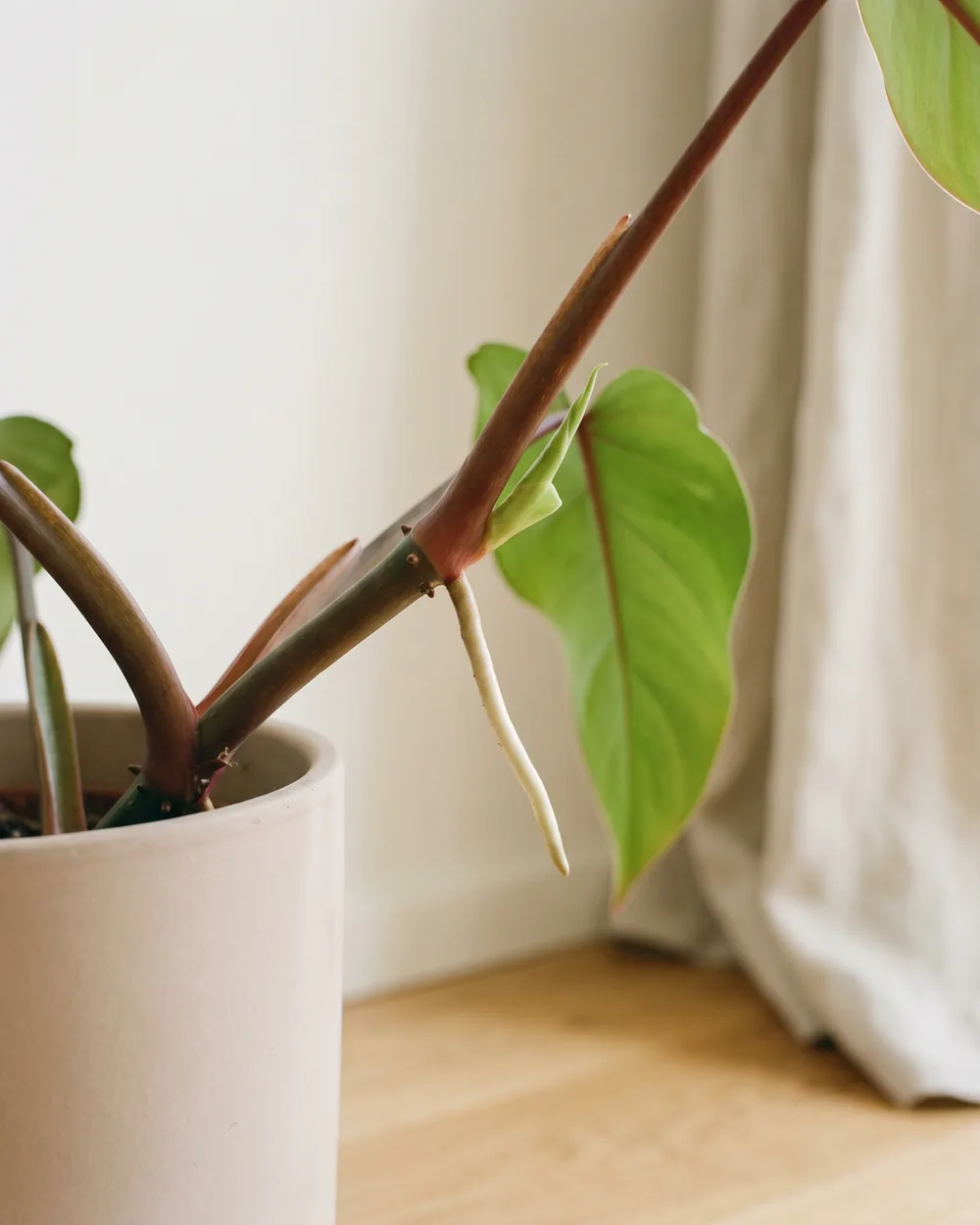 Philodendron Detail
