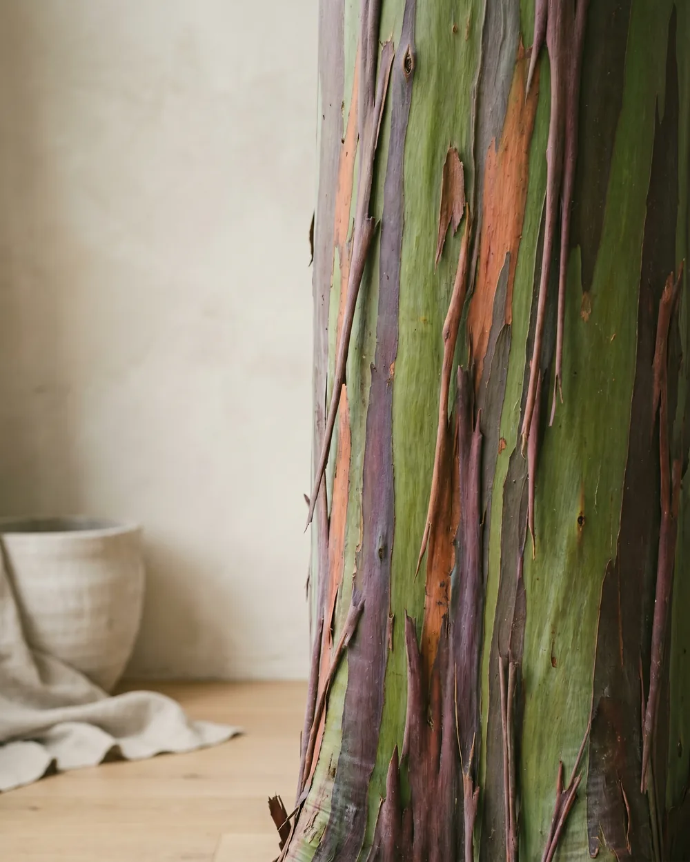 Regenbogen-Eukalyptus Detail