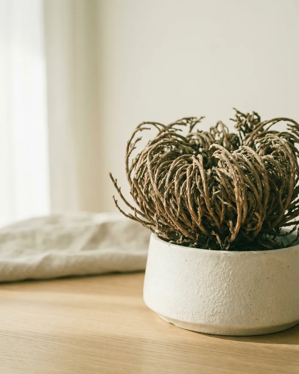 Rose von Jericho Detail