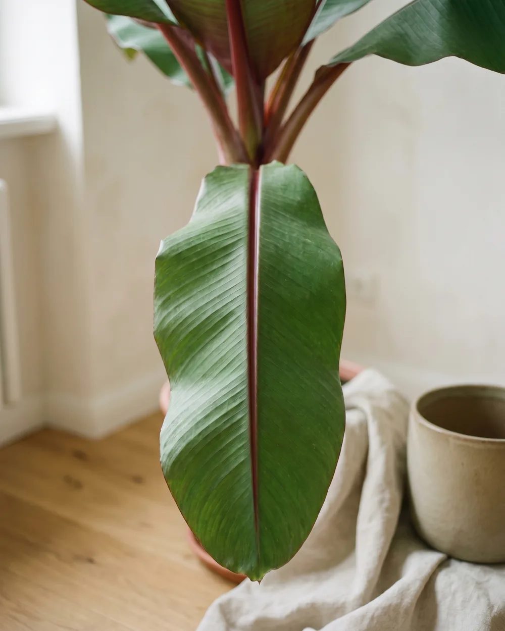 Rote Banane Detail