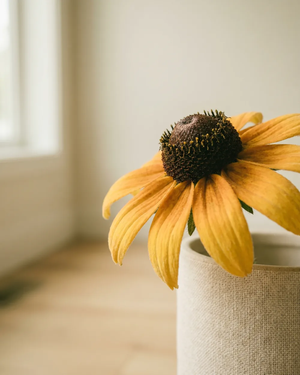 Rudbeckie Detail