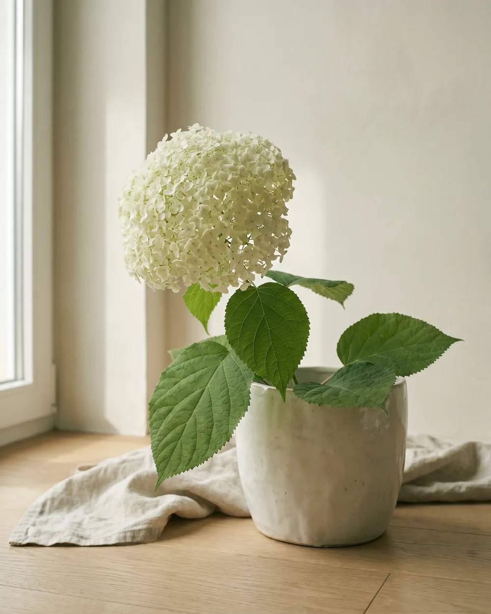 Schneeball-Hortensie Detail