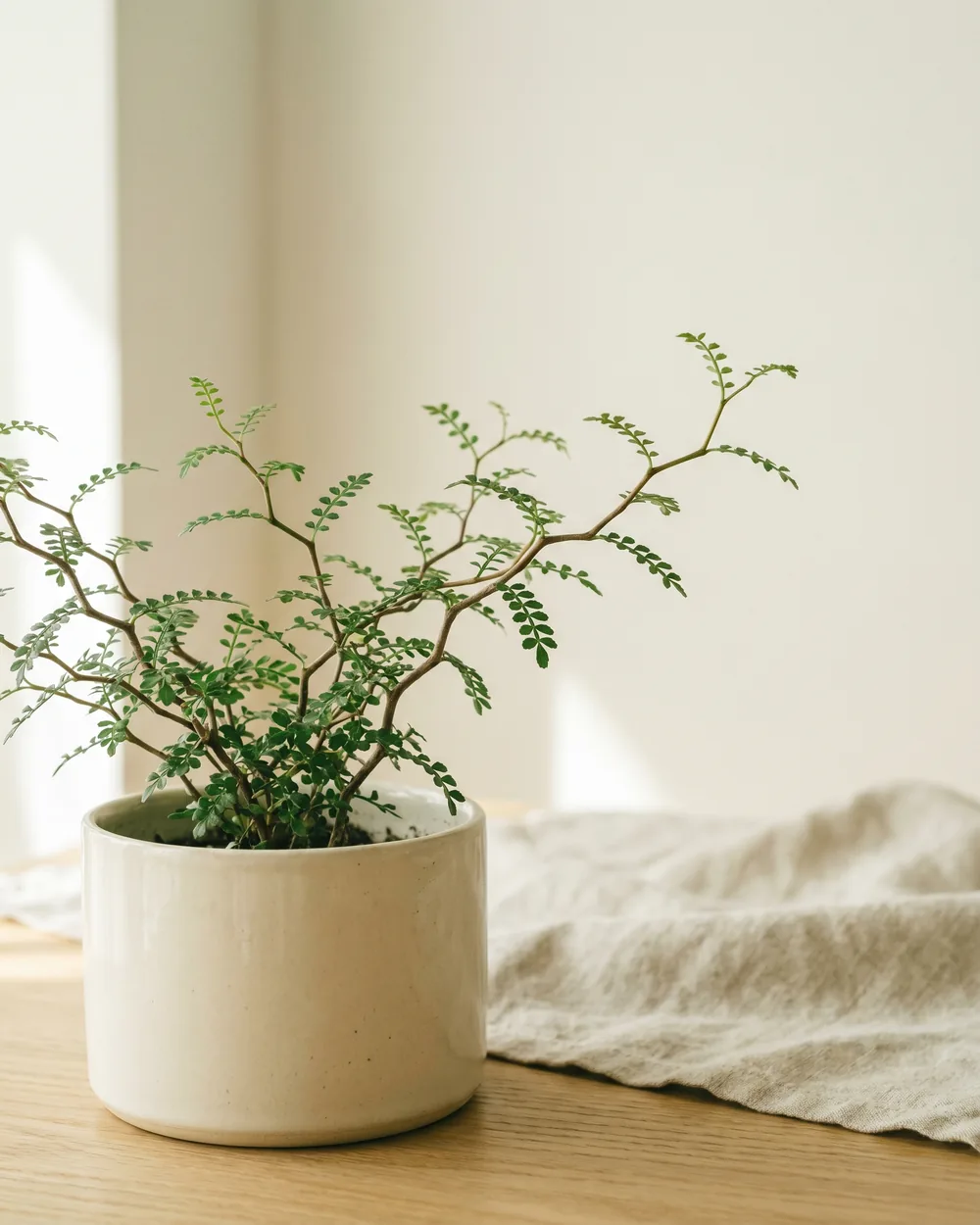 Schnurbaum Detail
