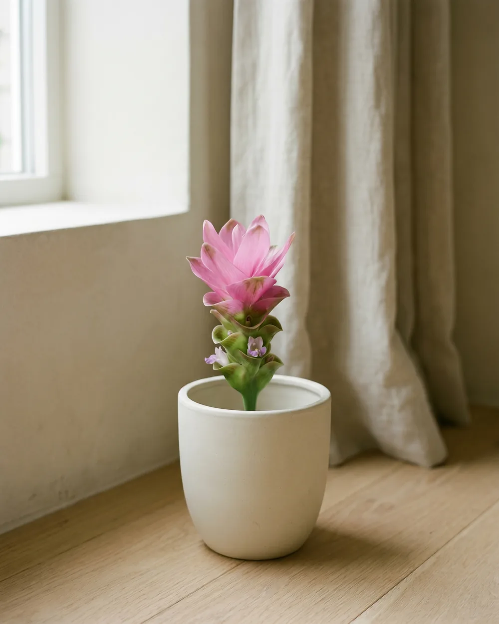 Siam-Tulpe Detail