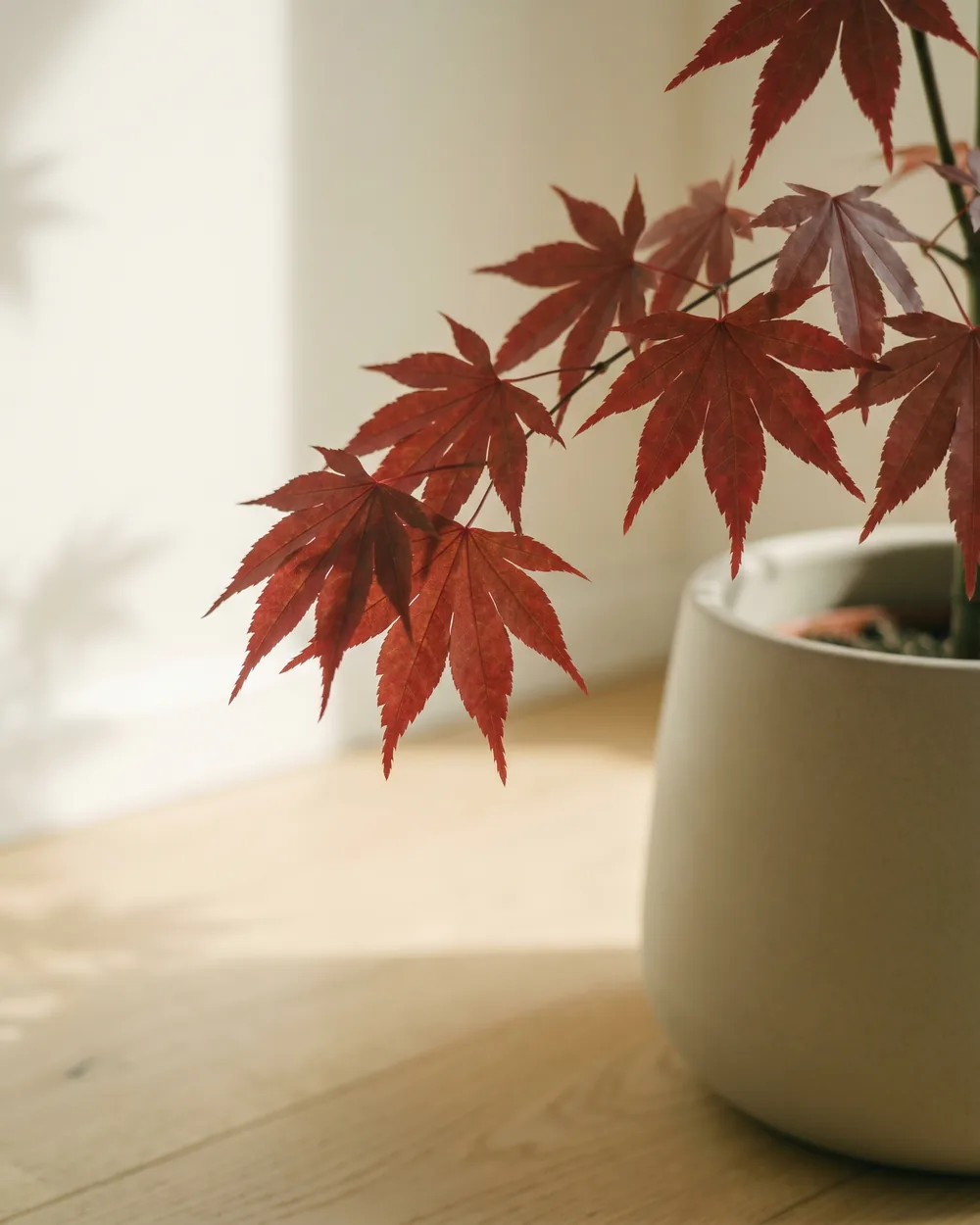 Japanischer Ahorn Detail