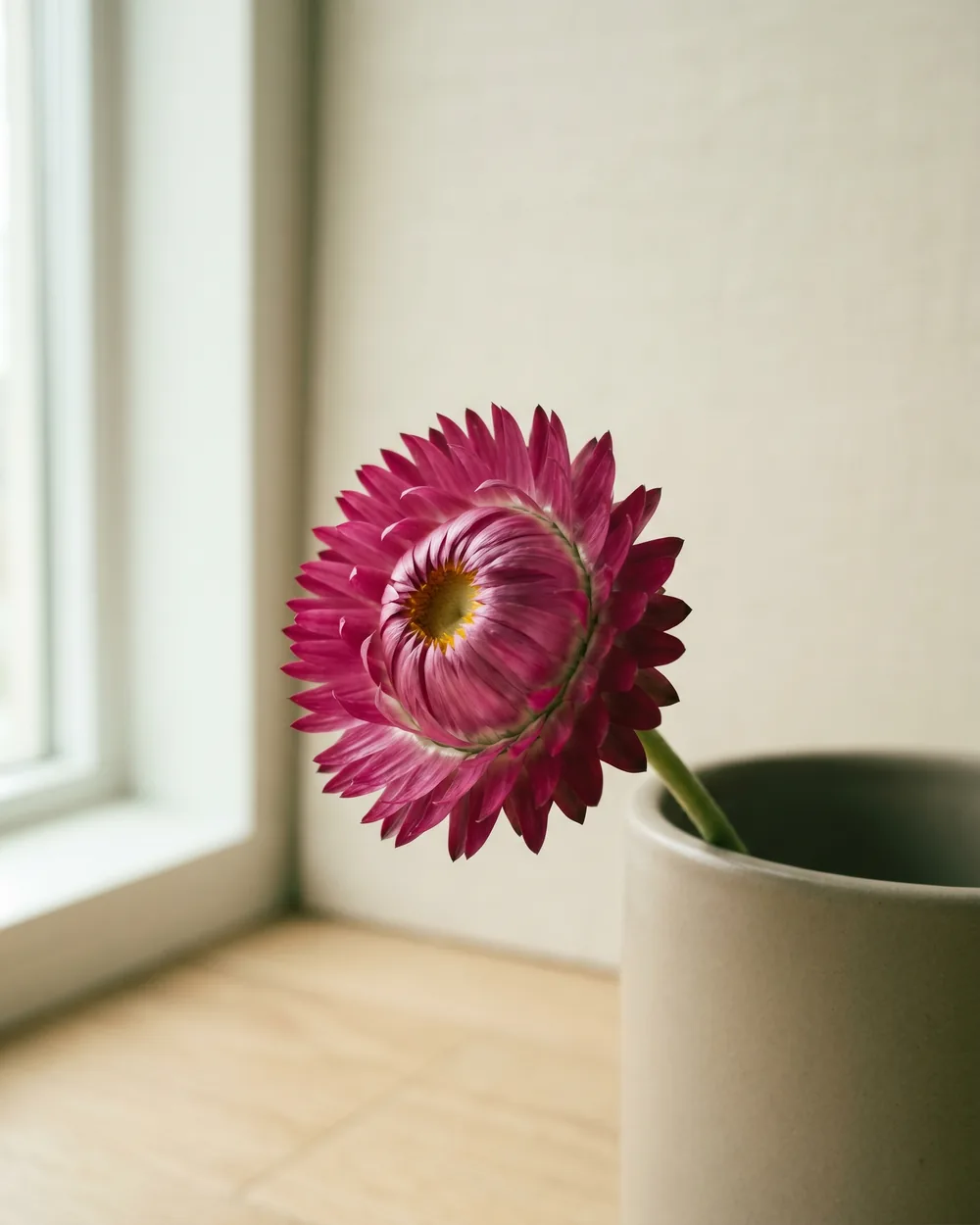 Strohblume Detail