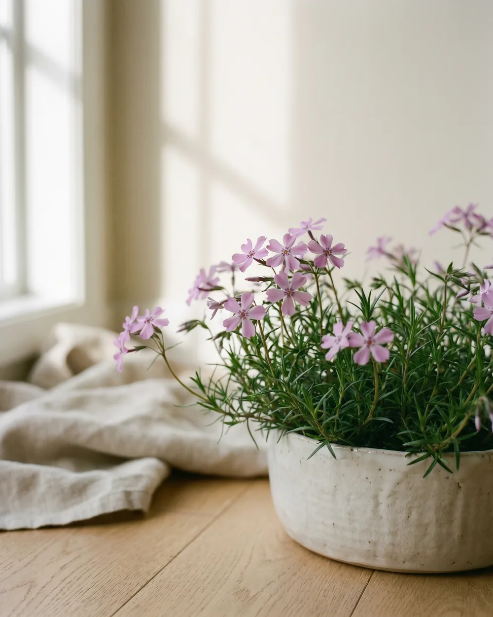 Teppich-Phlox Detail