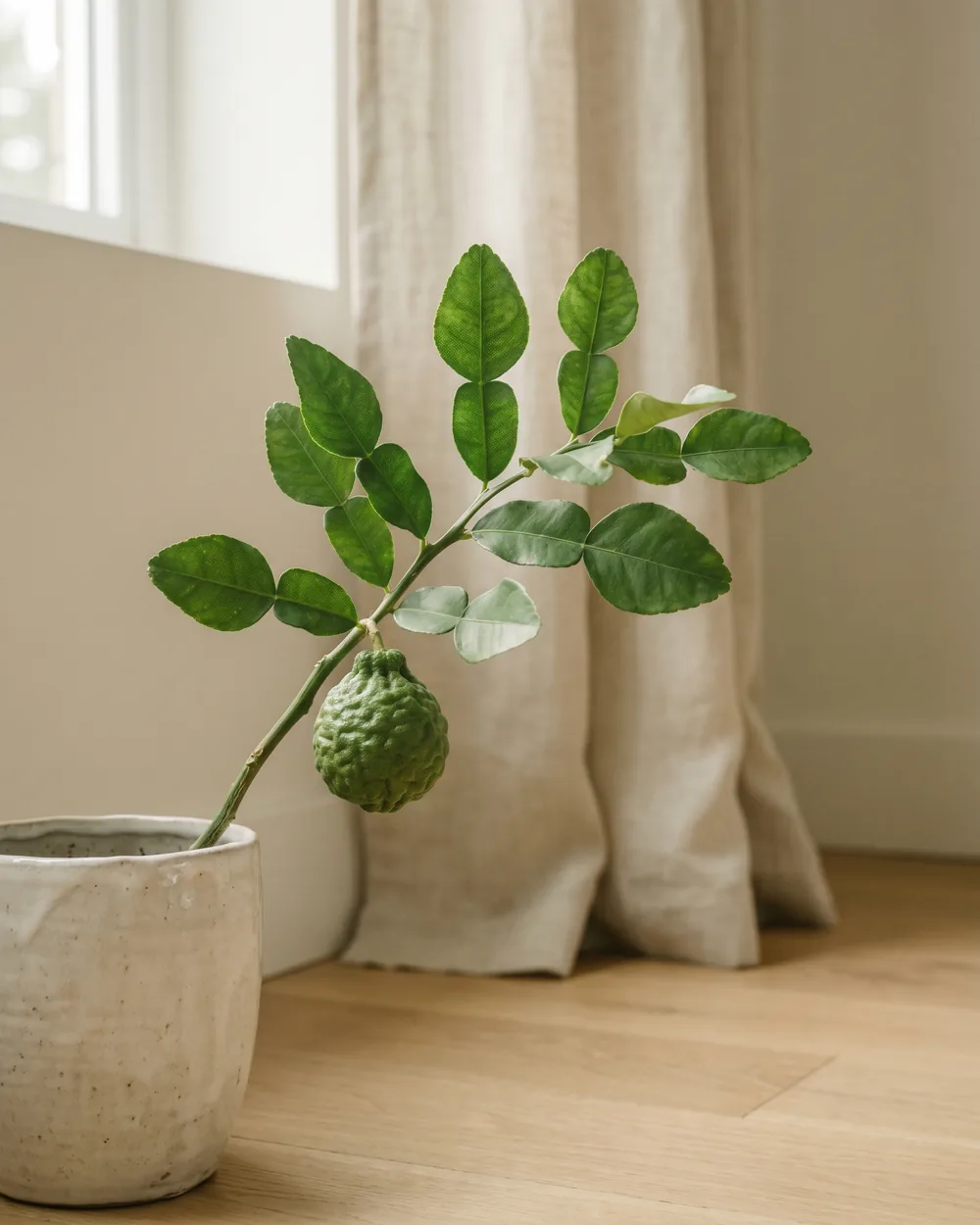 Kaffirlimette Detail