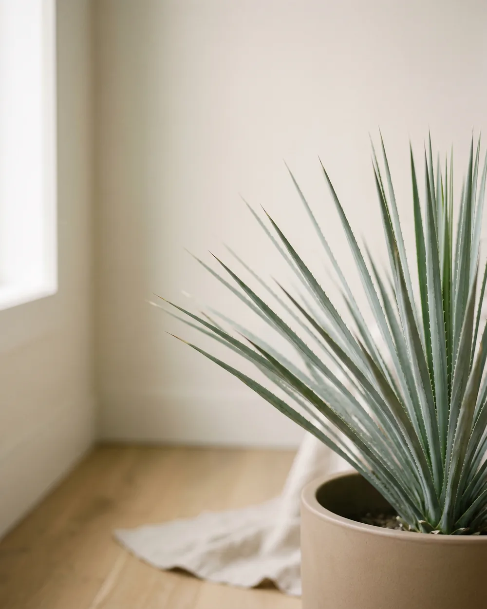 Kahnblatt-Yucca Detail