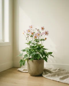 Herbst-Anemone – hero