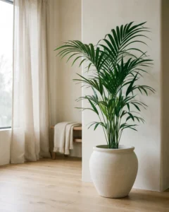 Kentia-Palme – hero