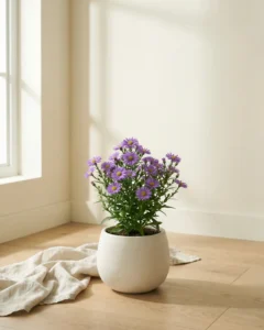 Herbst-Aster – hero