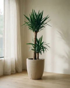 Yucca-Palme – hero