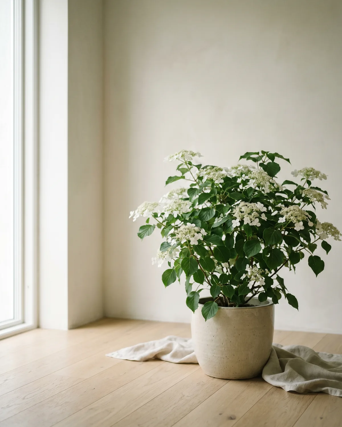 Kletterhortensie – Hauptbild