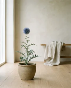 Kugeldistel – hero