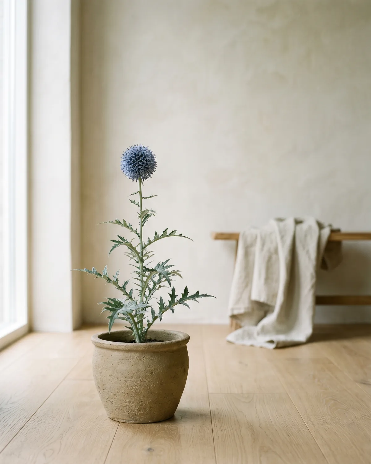 Kugeldistel – Hauptbild