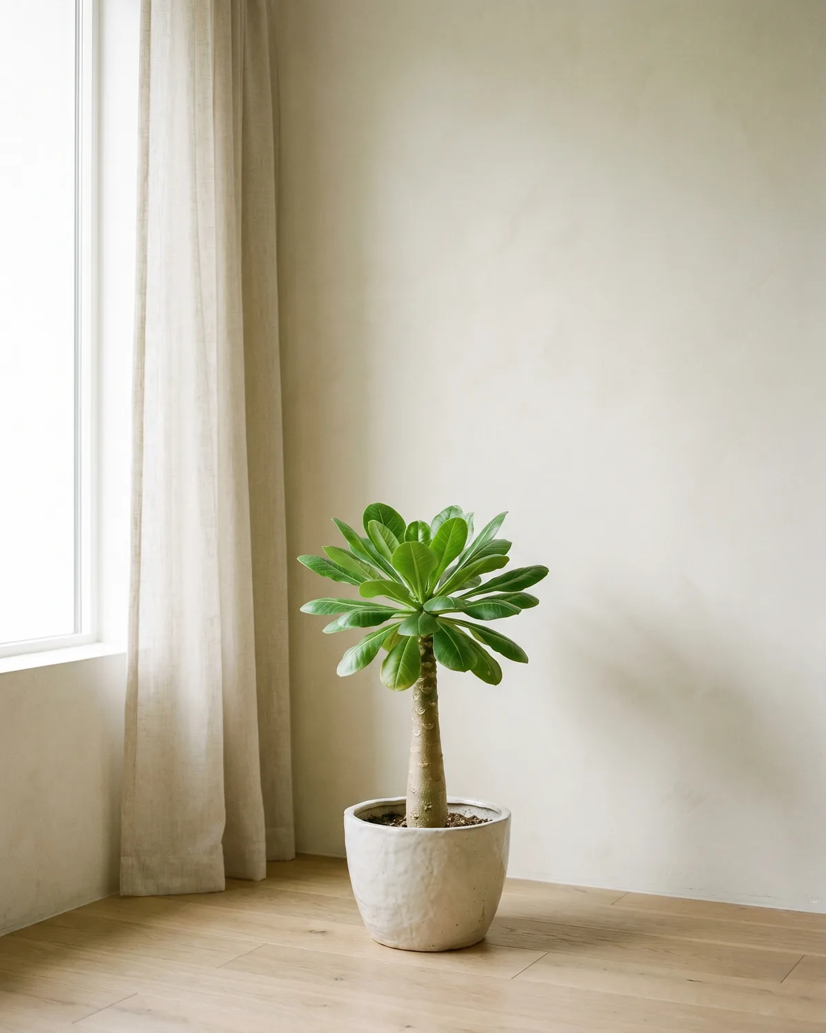 Hawaii-Palme – Hauptbild
