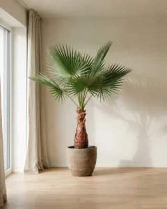 Mexikanische Washingtonpalme – hero