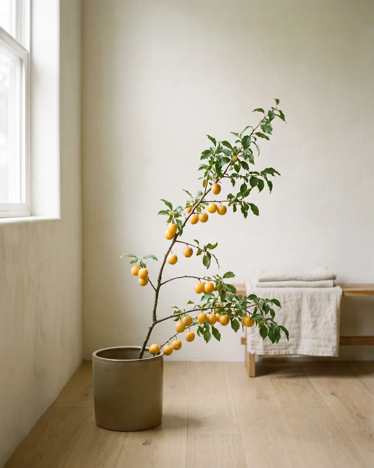 Mirabelle – Hauptbild
