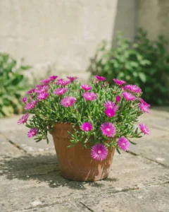 Mittagsblume – hero