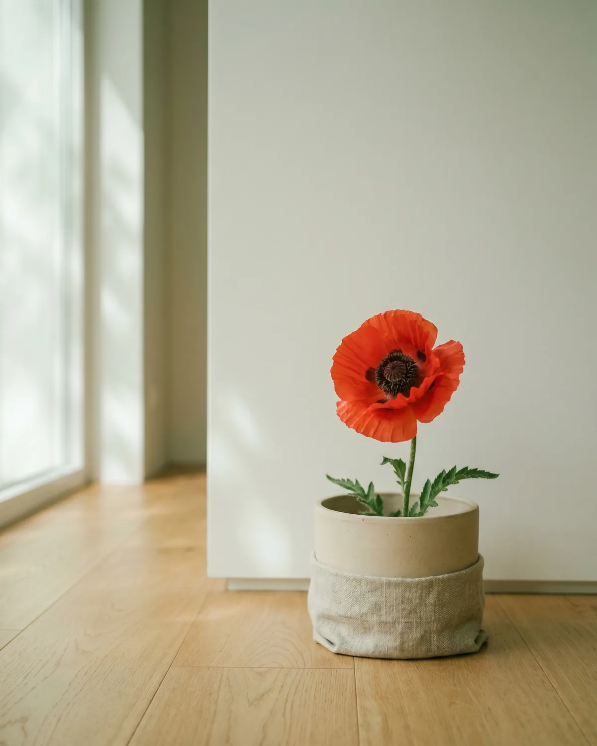 Mohn – Hauptbild