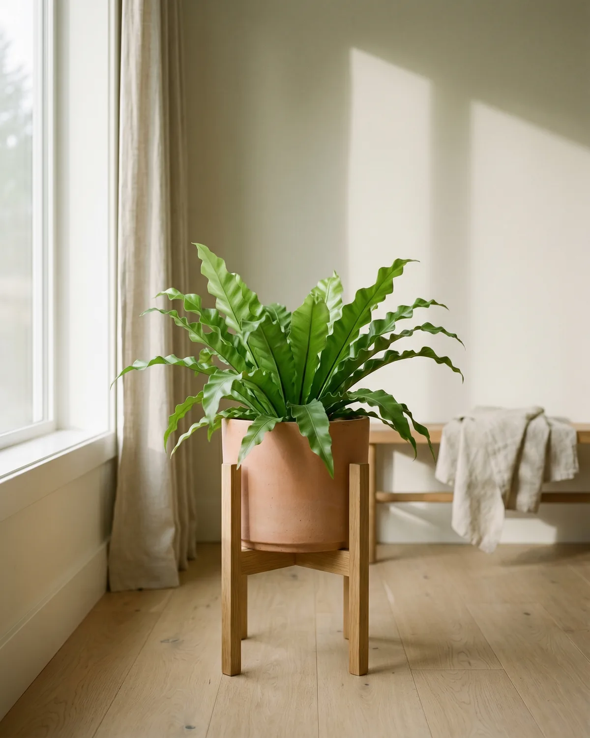 Nestfarn – Hauptbild