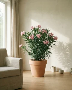 Oleander – hero