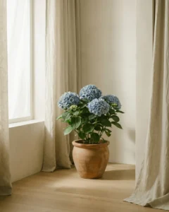 Hortensie – hero