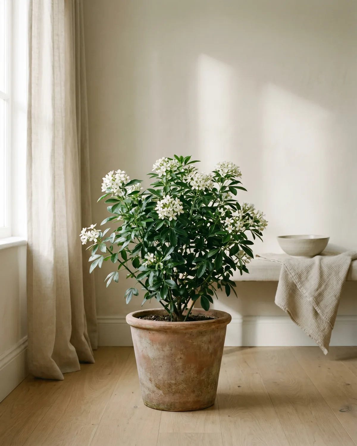Orangenblume – Hauptbild