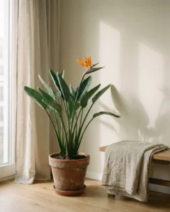Paradiesvogelblume – hero