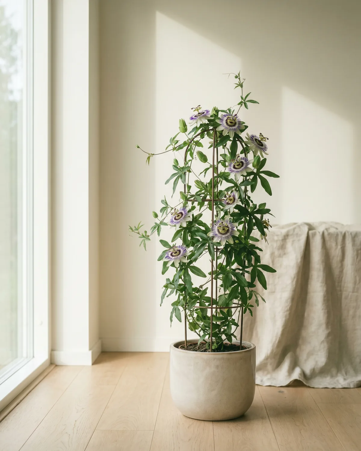 Passionsblume – Hauptbild