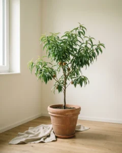 Pfirsichbaum – hero