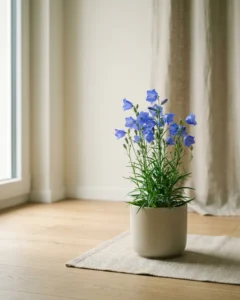 Pfirsichblättrige Glockenblume – hero