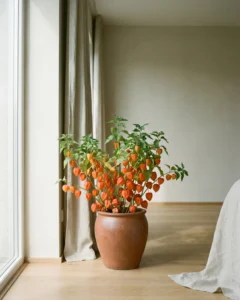 Physalis – hero