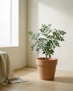 Pistazienbaum – hero