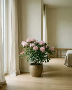 Rhododendron – hero