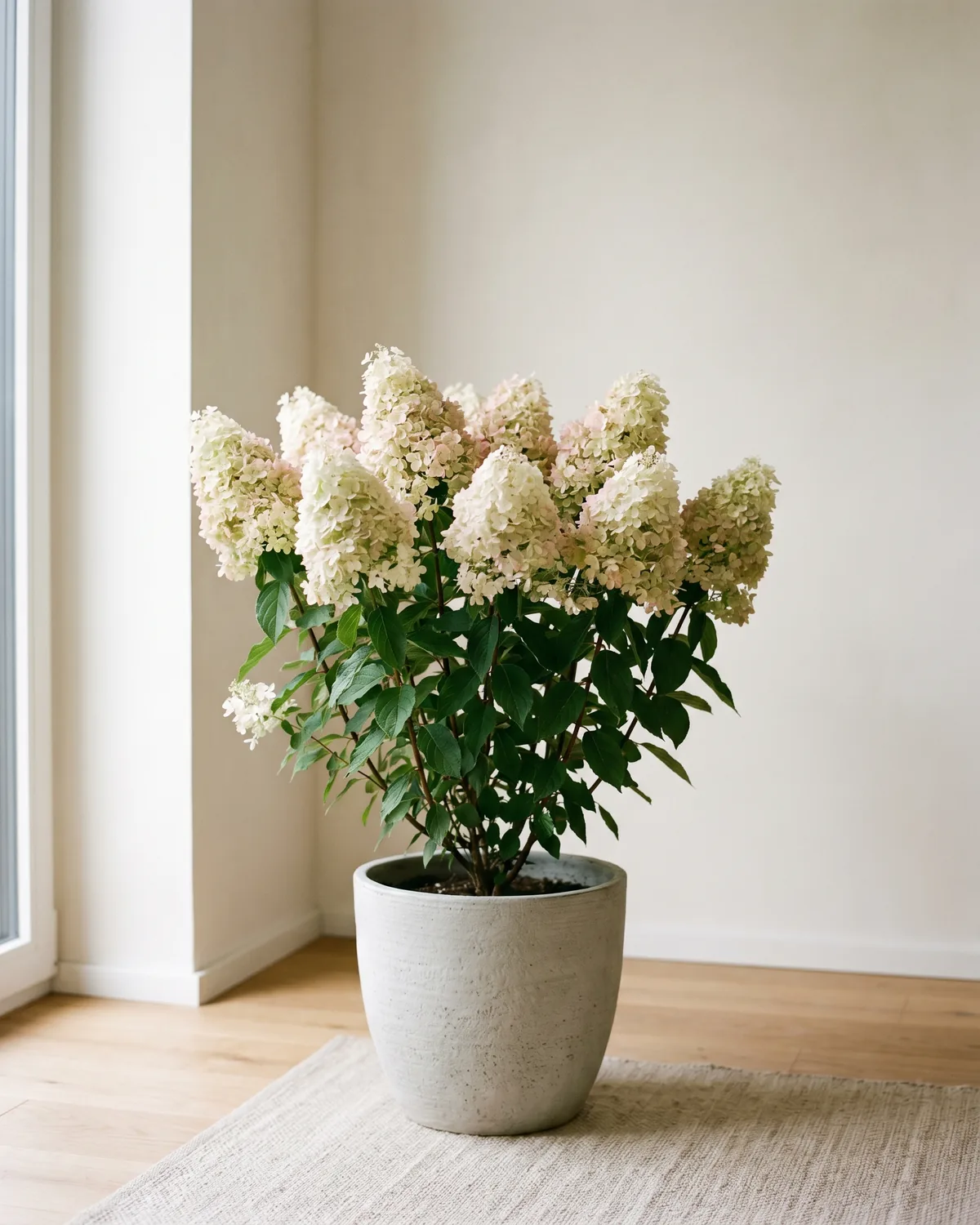 Rispenhortensie – Hauptbild