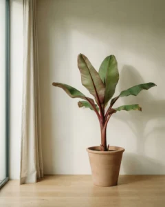 Rote Banane – hero